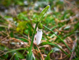 Korai hóvirág a januári esőben