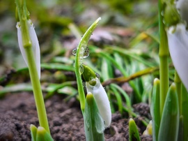 Esőcseppes hófehérke