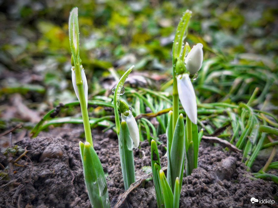 Átejtettek társasága