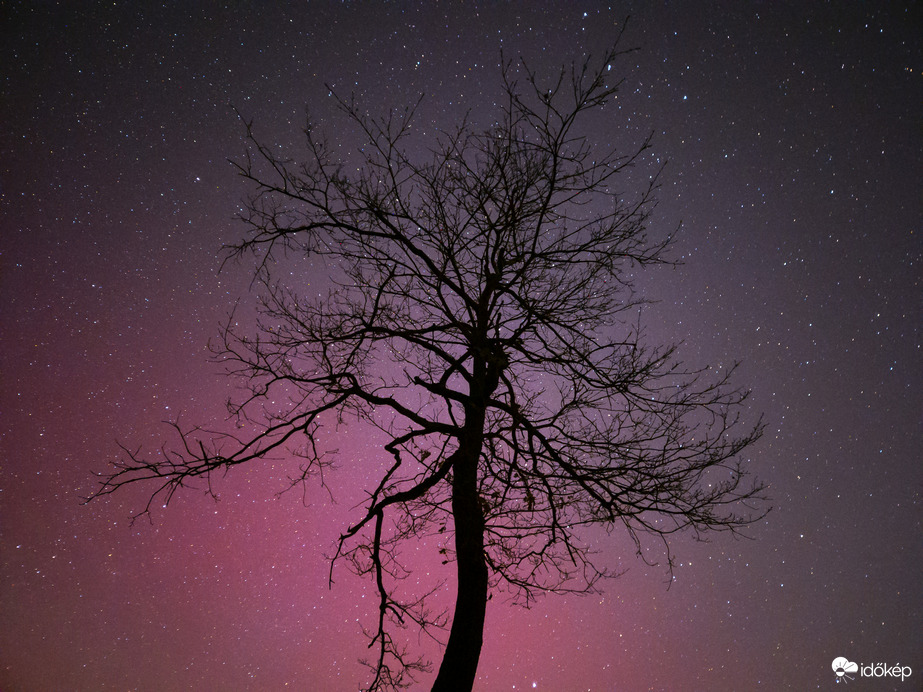 Sarki fény az ágak mögé bújva