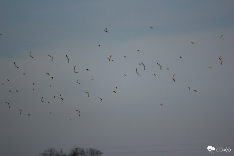 Észlelési fényképek