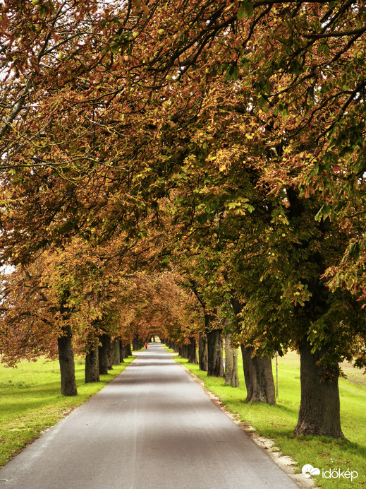 Lipóti gesztenyefasor 