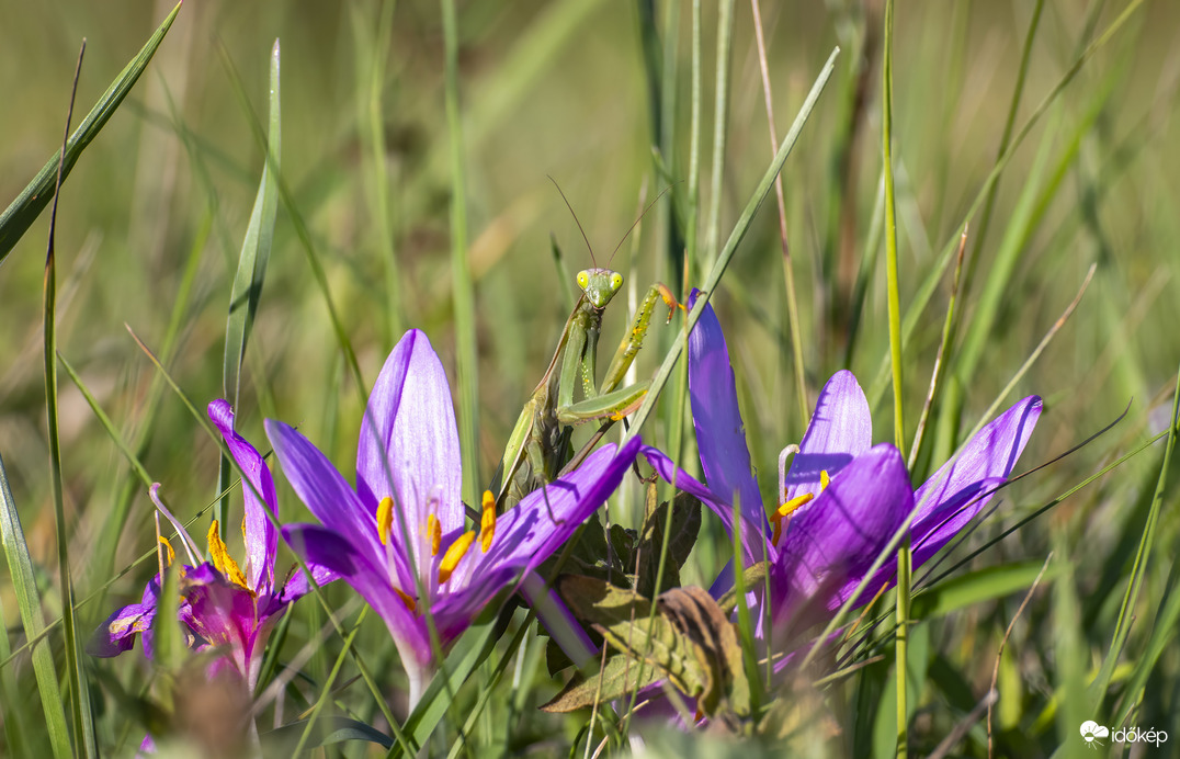 Én csak a háttérbe akartam olvadni…  