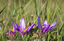 Én csak a háttérbe akartam olvadni…  