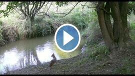 Tapolcai aranysakálok.