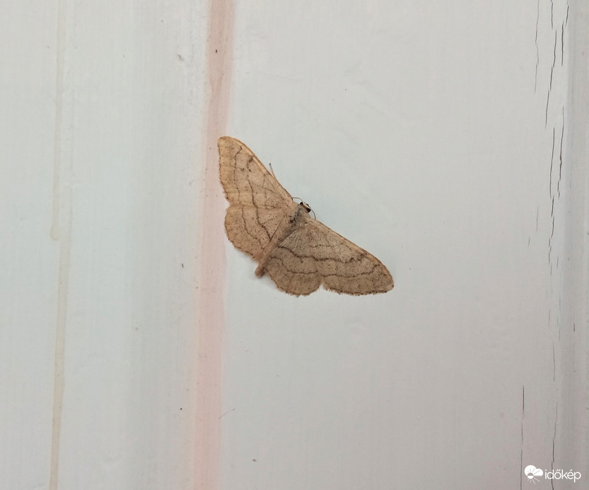 Mai ritkaság: szalagos tarkamoly (idaea aversata ab. remutata)