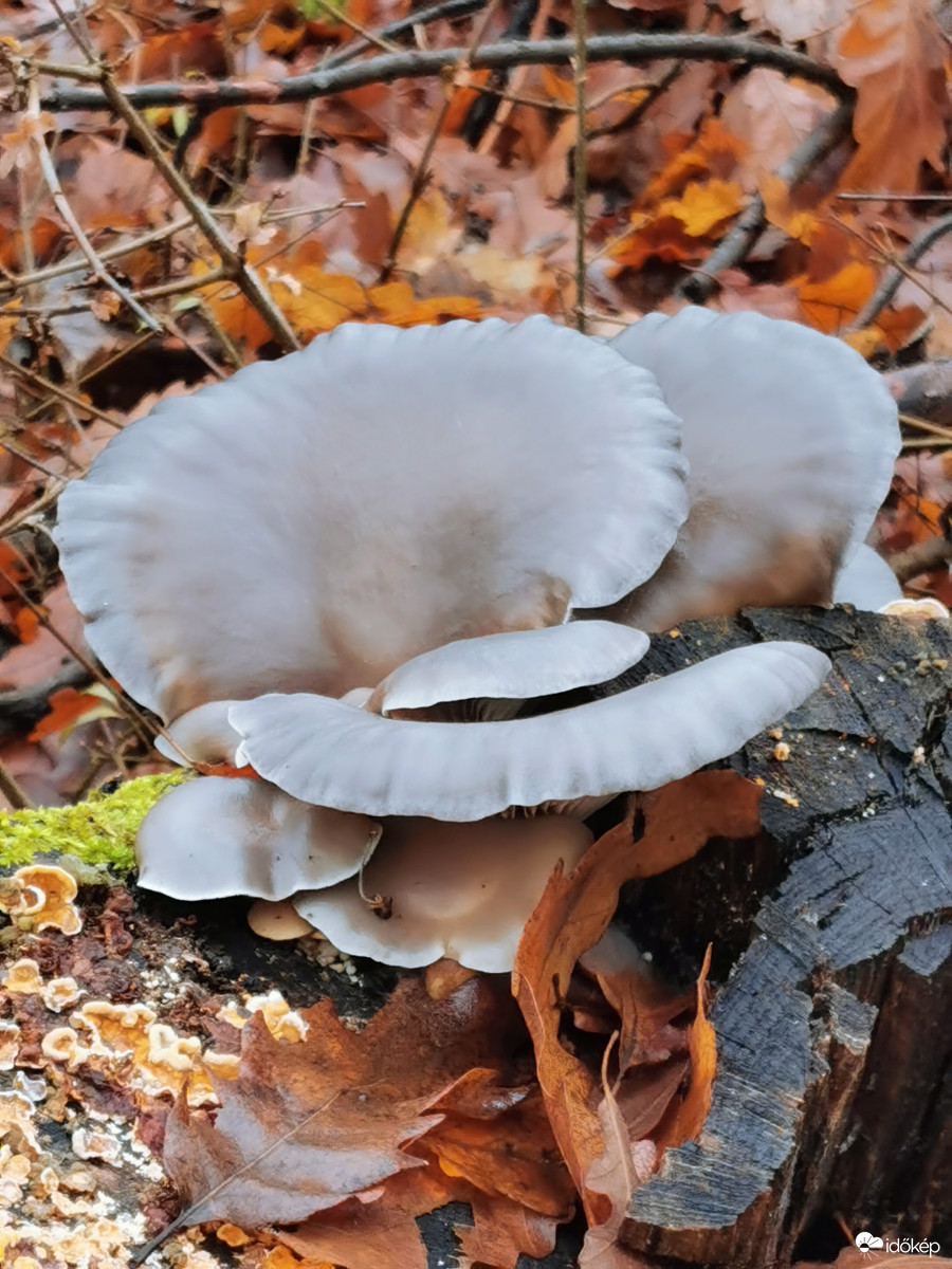 A tőke fülel