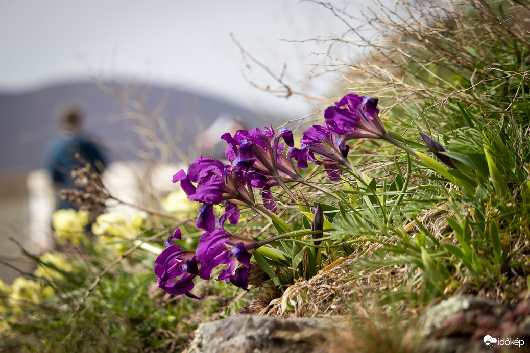 Apró nőszirom (Iris pumila) a Füzéri Várhegyen