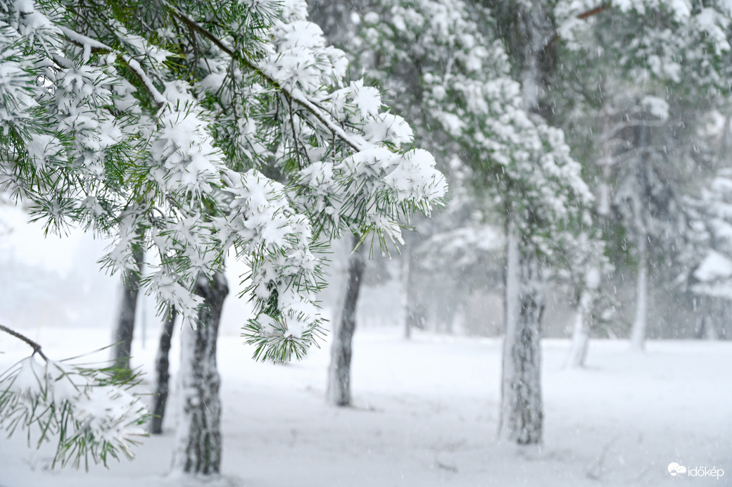 Balatonfenyves havas fenyői  