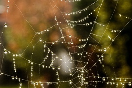 Természetes gyöngysor 