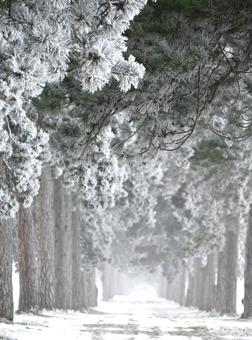 Mindig magával ragadó. Most semmi fény. Csal köd és zúzmara. 