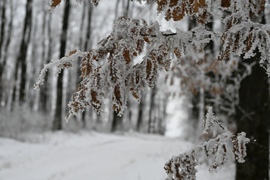 Zúzmarával ölelt fák közt 