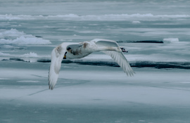 Szárnyalás a jégtáblák felett 