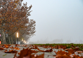 A lehulott levelek színezik be a napot 