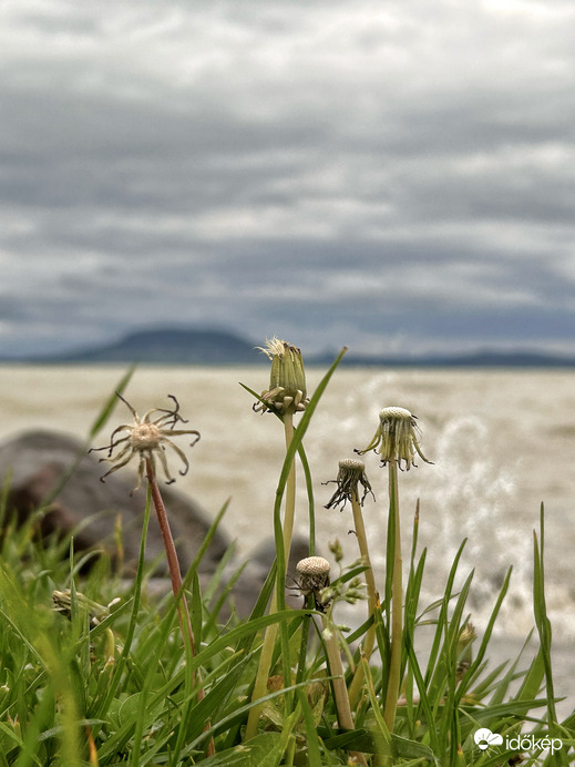 Elfújta a szél a pitypangok haját….. 