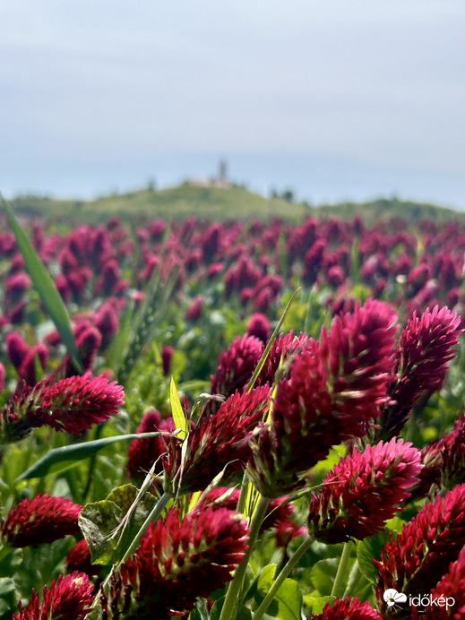 Bíborhere Segesd határában fátyolfelhőben 