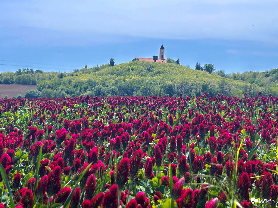 Bíborhere Segesd határában fátyolfelhőben 