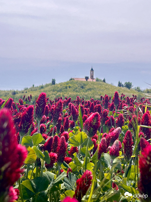 Bíborhere Segesd határában fátyolfelhőben 