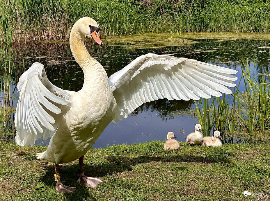 Megérkeztek a kis pelyhesek 