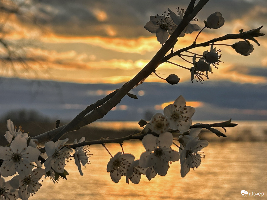 Visszavonhatatlanul TAVASZ 