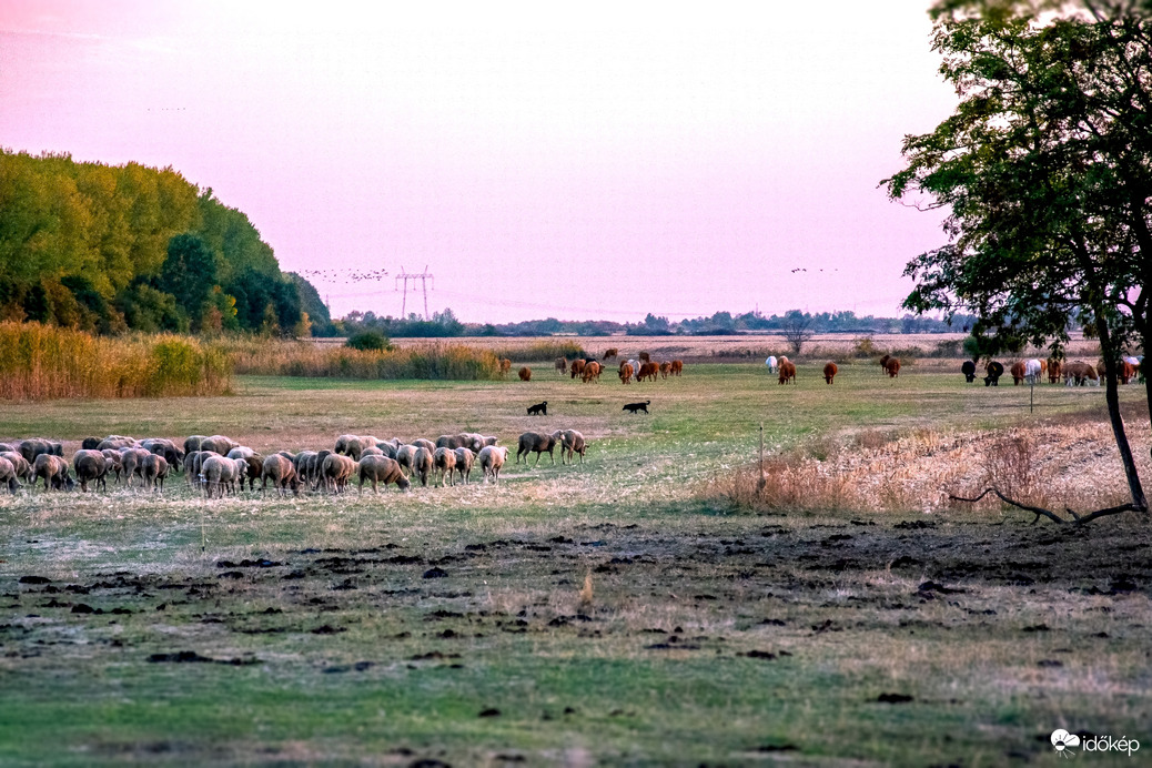 Természet