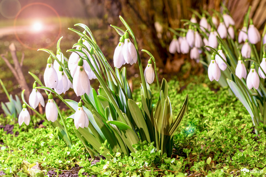 Hóvirágok éjszakája