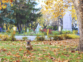 Reggeli kutyasétáltatás 