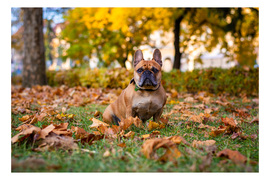 Ősz a parkban Liloval