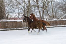 Hóban játszó csikók 