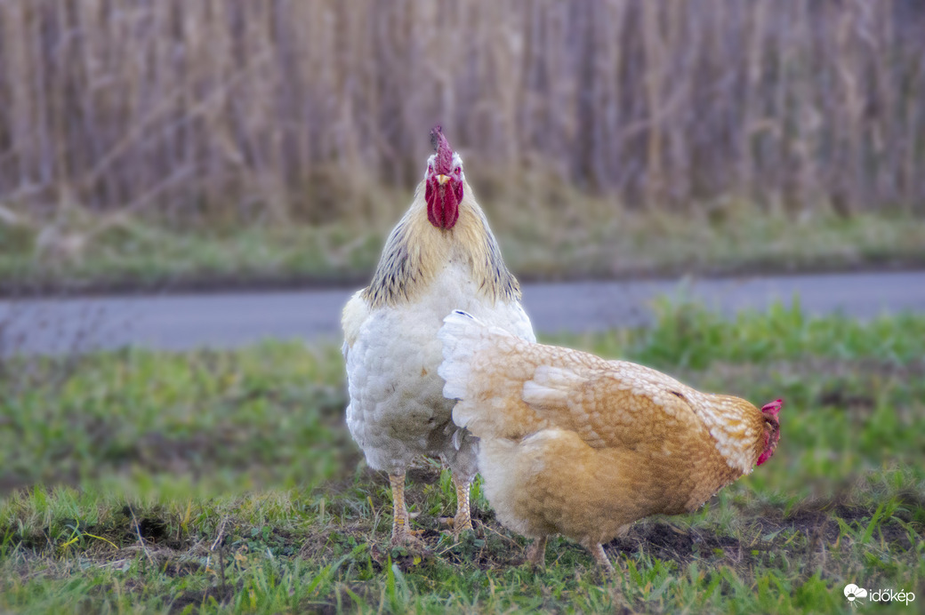 Kukurikú…legyen szép napotok