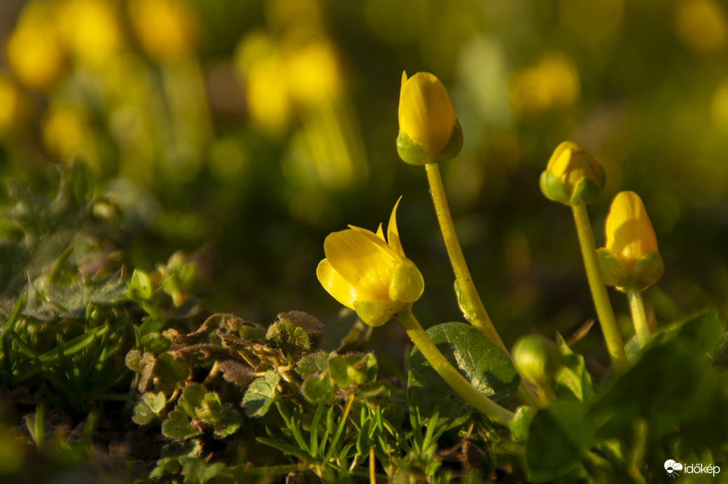 Tavasz expressz megérkezett