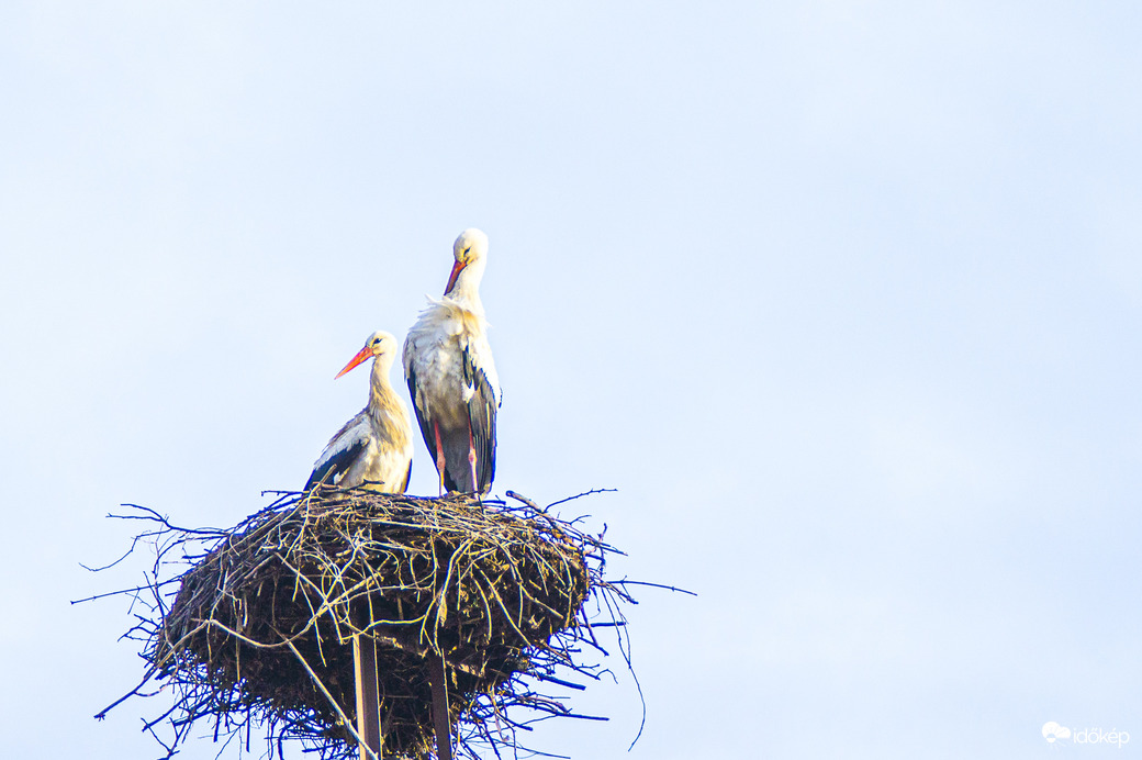 Balmazújvárosi gólyapár