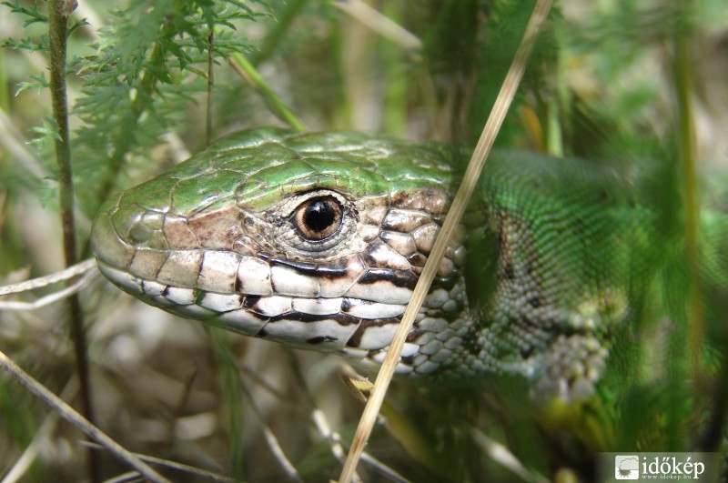 Fürge gyík (Lacerta agilis) - hím