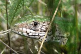 Fürge gyík (Lacerta agilis) - hím