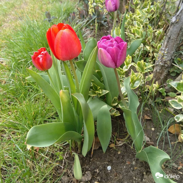 Tulipánok