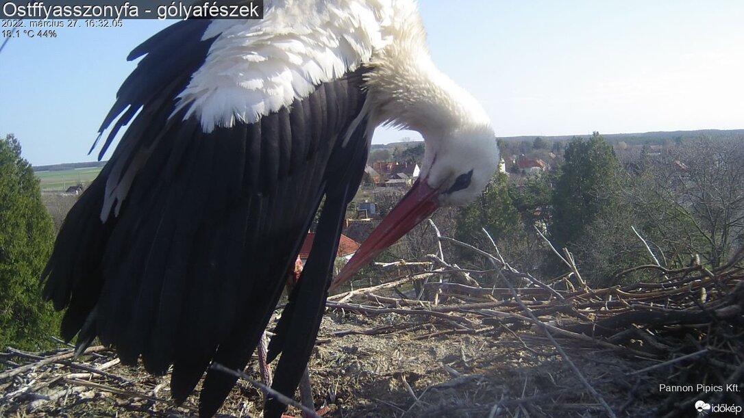 Kameráink elé is megérkezett az első gólya