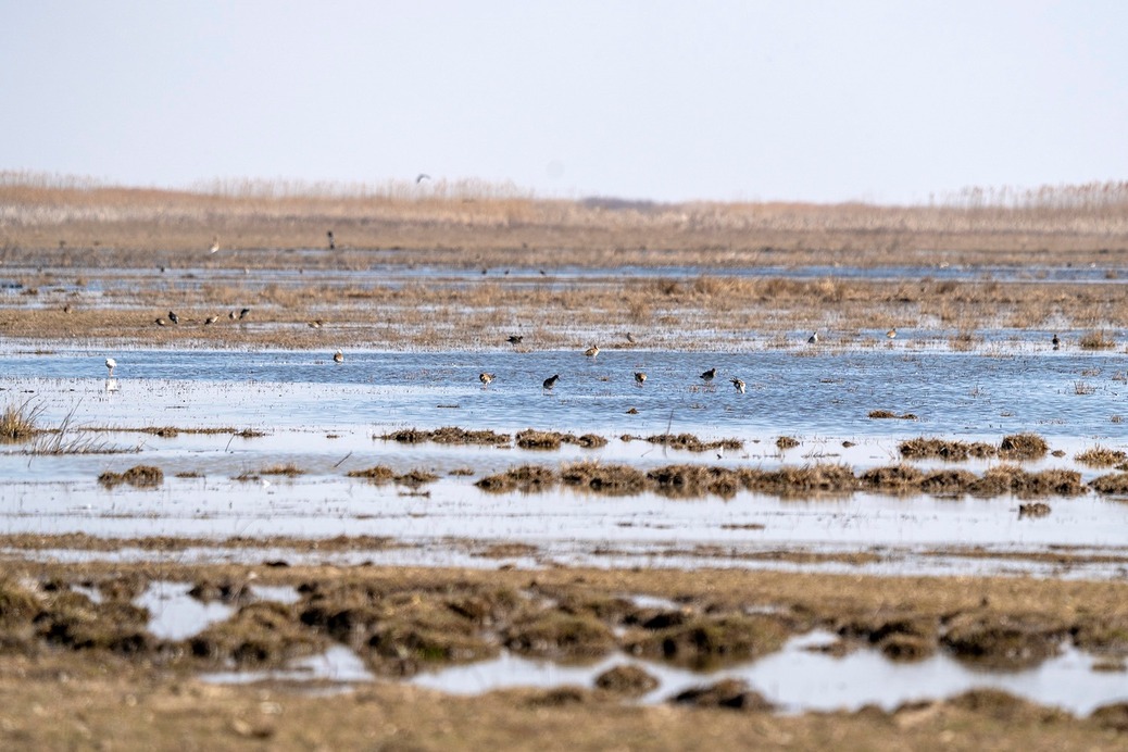 Árasztással töltik fel a sekélyvizes élőhelyeket - Fotó: Borza Sándor