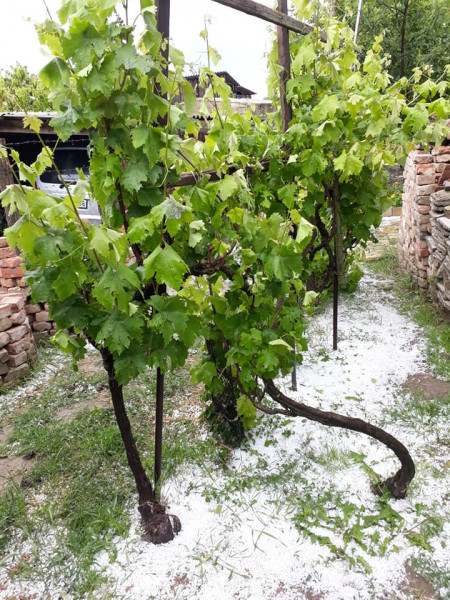 Varga-Ruff Szilvia fotója 06.03.