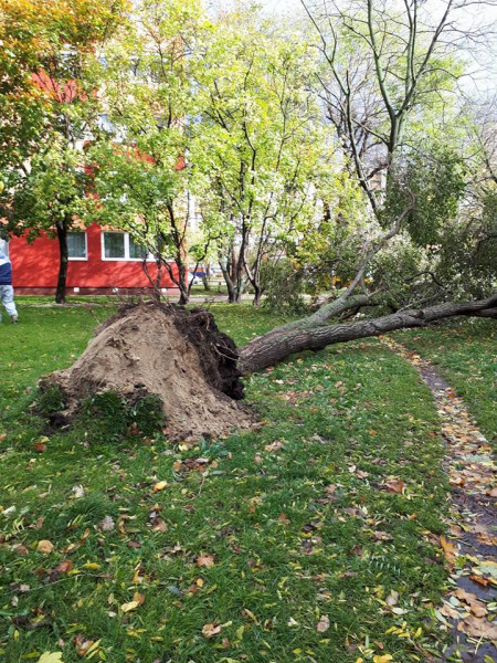 Evellei Móni fotója