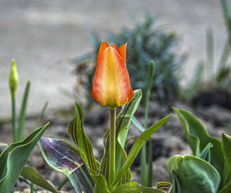 Idei első tulipánunk