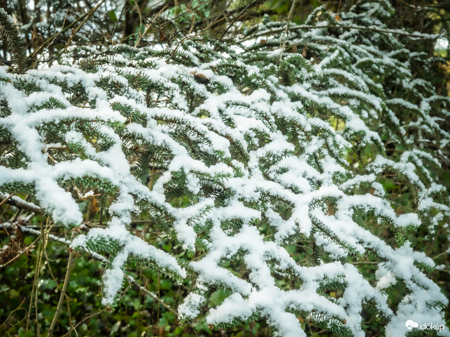Tél a fenyvesben