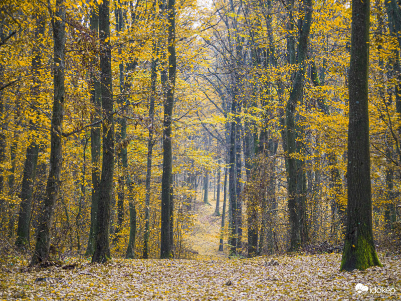 Őszi erdő