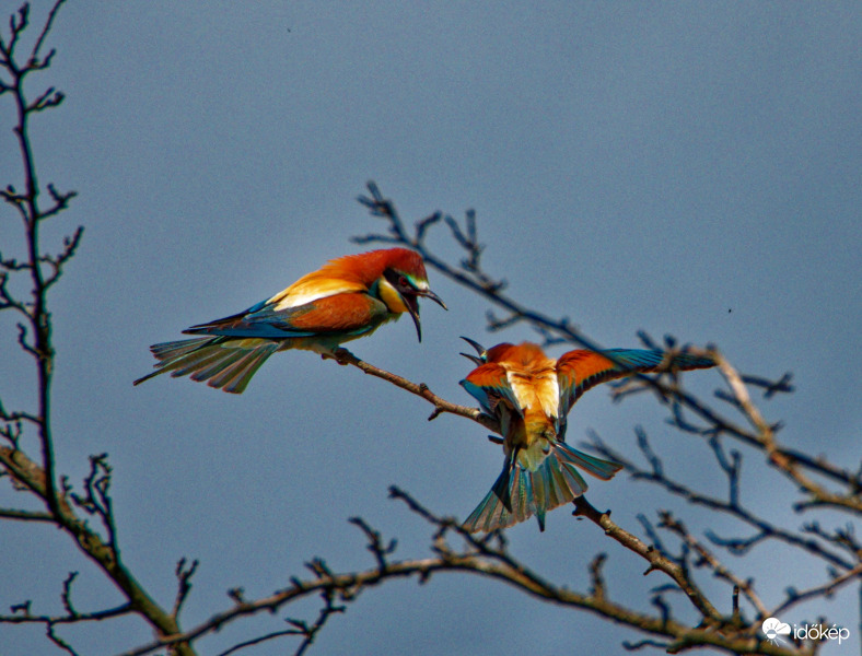 Perpatvar gyurgyalagéknál