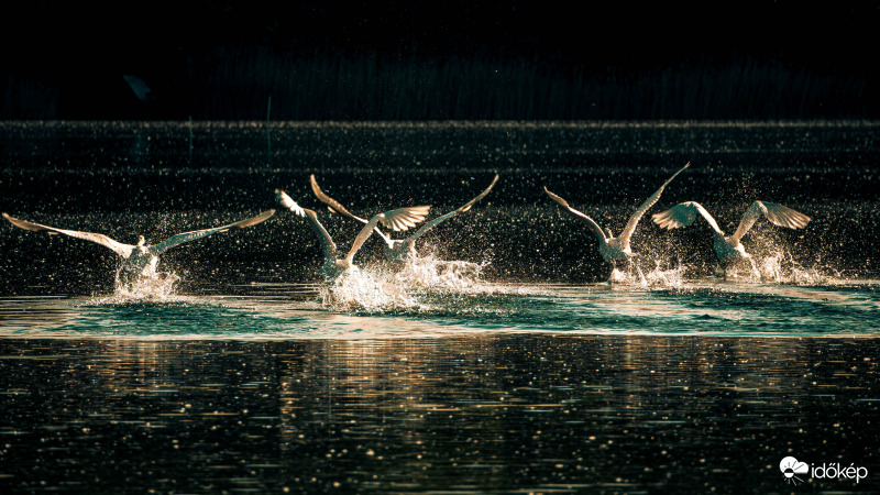 Hattyúk naplementében