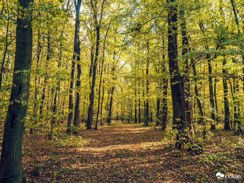 Az erdő őszi szinei