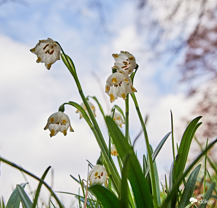 Égkép tőzike perspektívából