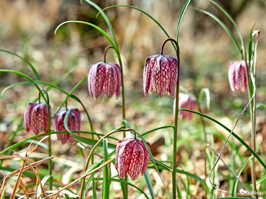 Mocsári kockás lilom(Fritillaria meleagris)