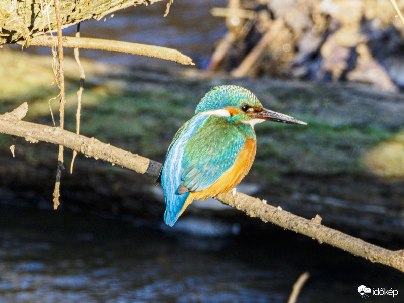 A didergő jégmadár