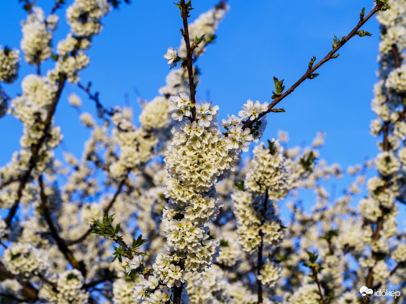 Virágzó cseresznyefa