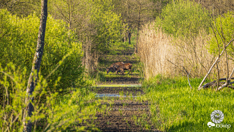 Erdő közepén jártam
